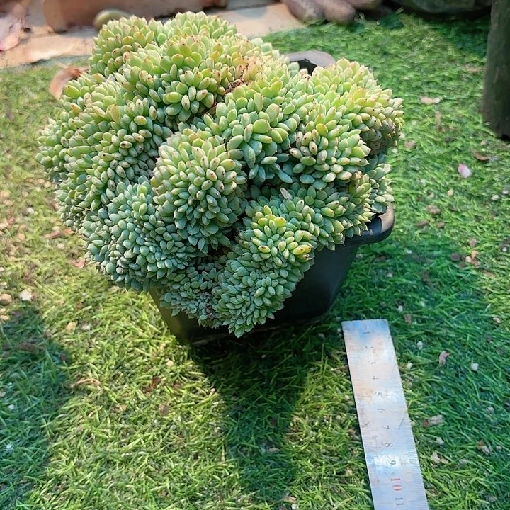 白胖子缀化多肉盆栽