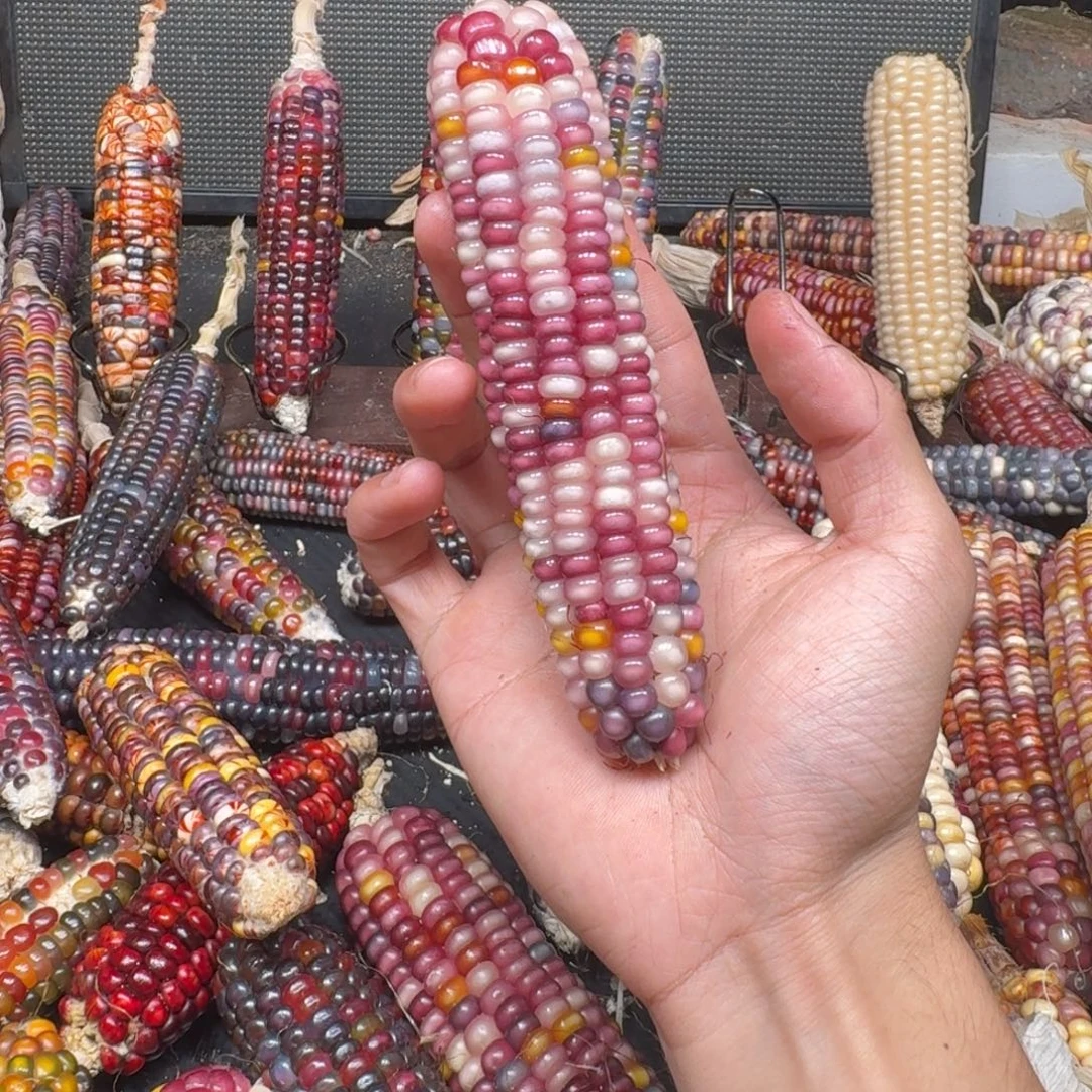 老****吊坠柏香籽/百香籽