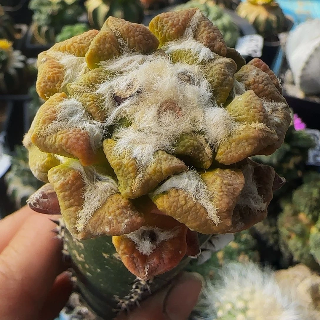 大尤黑牡丹锦420
