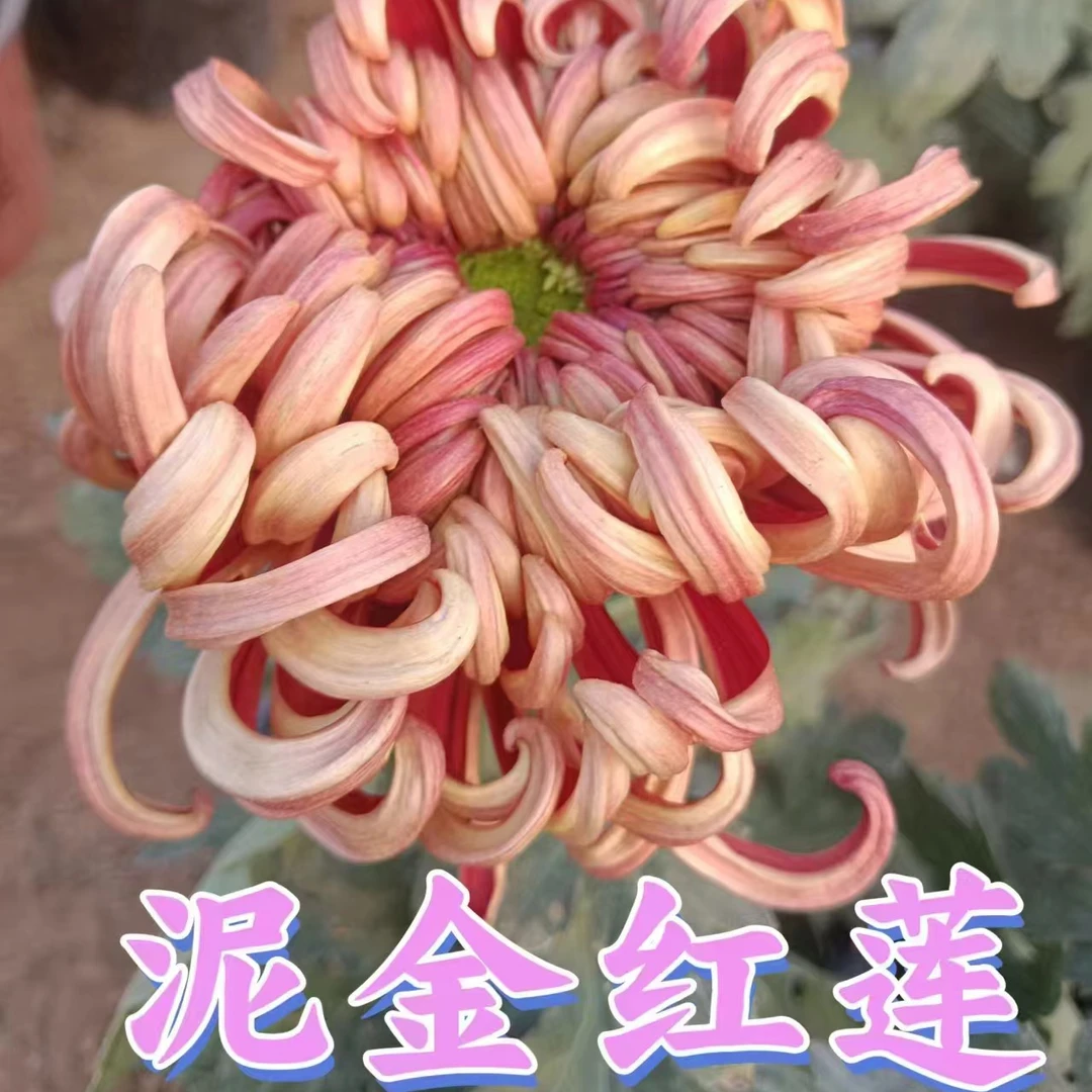 （泥金红莲）九月菊盆栽大花室内外阳台可种植
