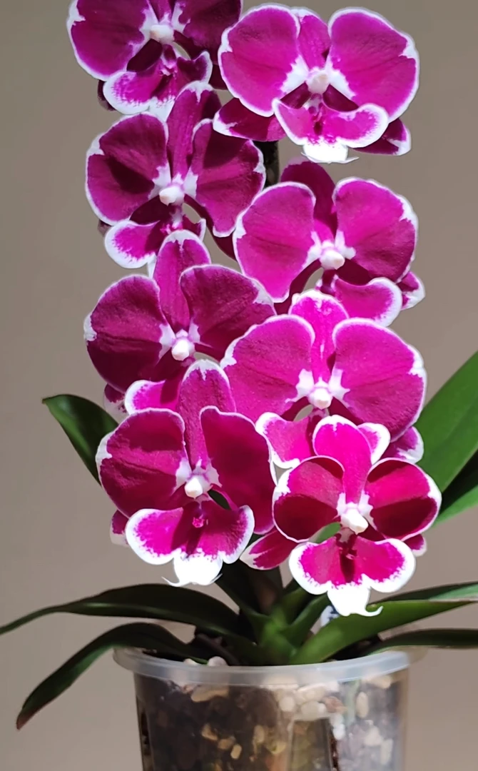 《黑天鹅》蝴蝶兰3.5寸加高加大杯不带梗基地直发