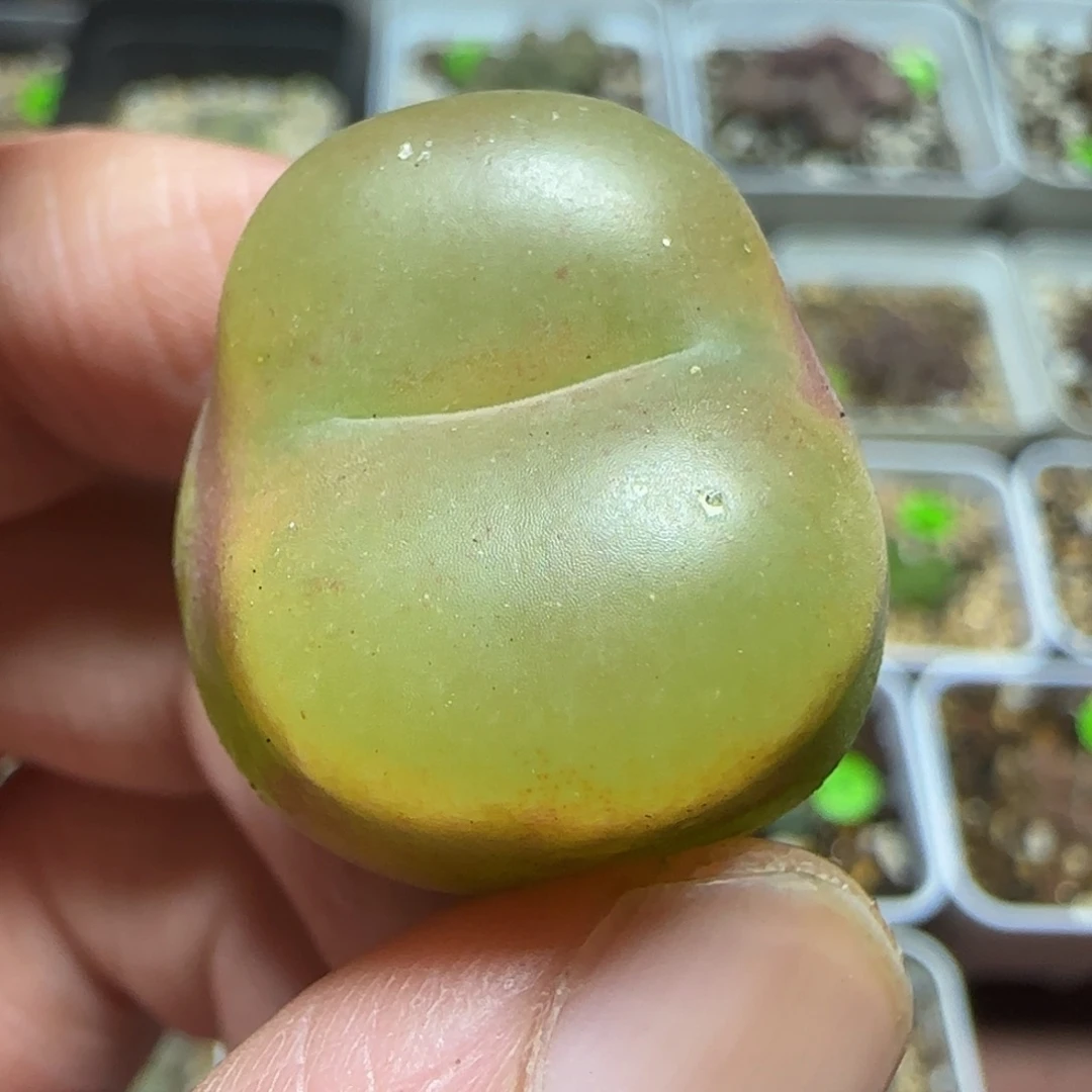 2.3漂亮多肉植物29