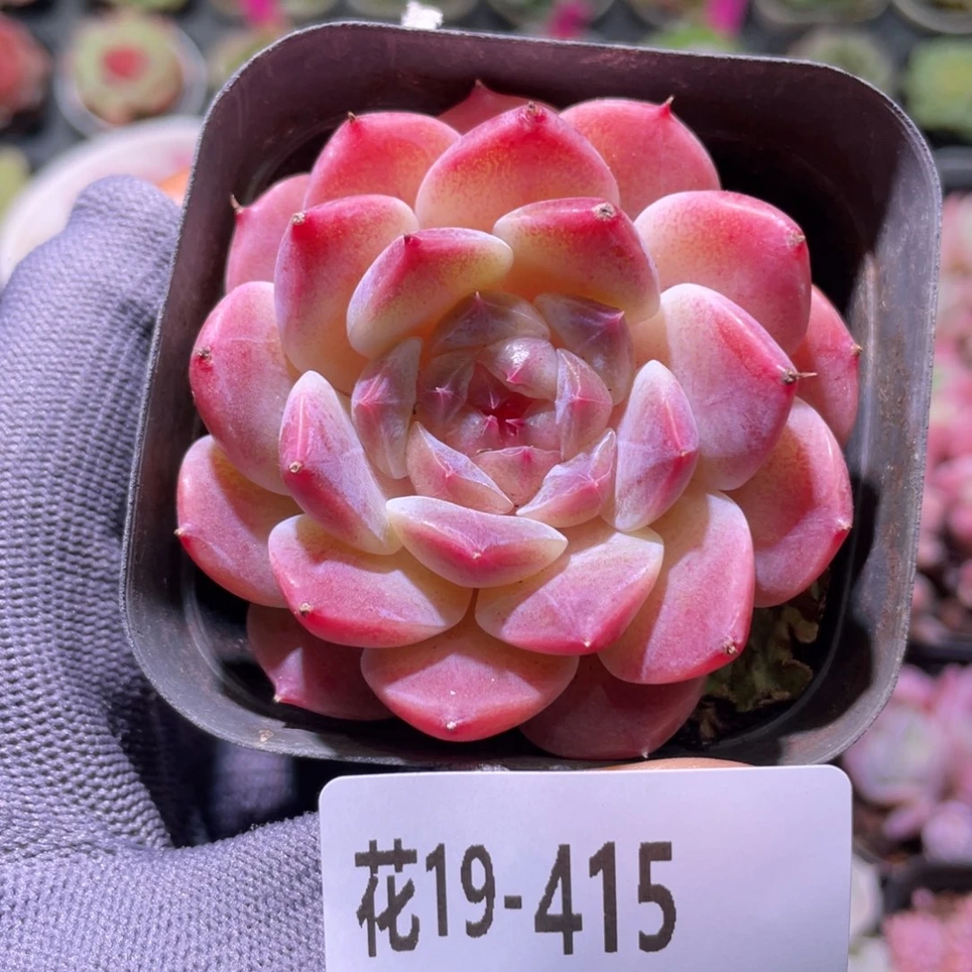 花利美19-415秘境冰魄