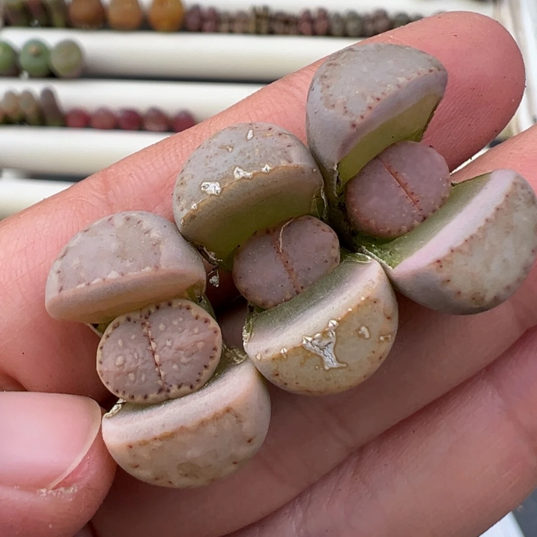 12.9好看的多肉脱土发货560