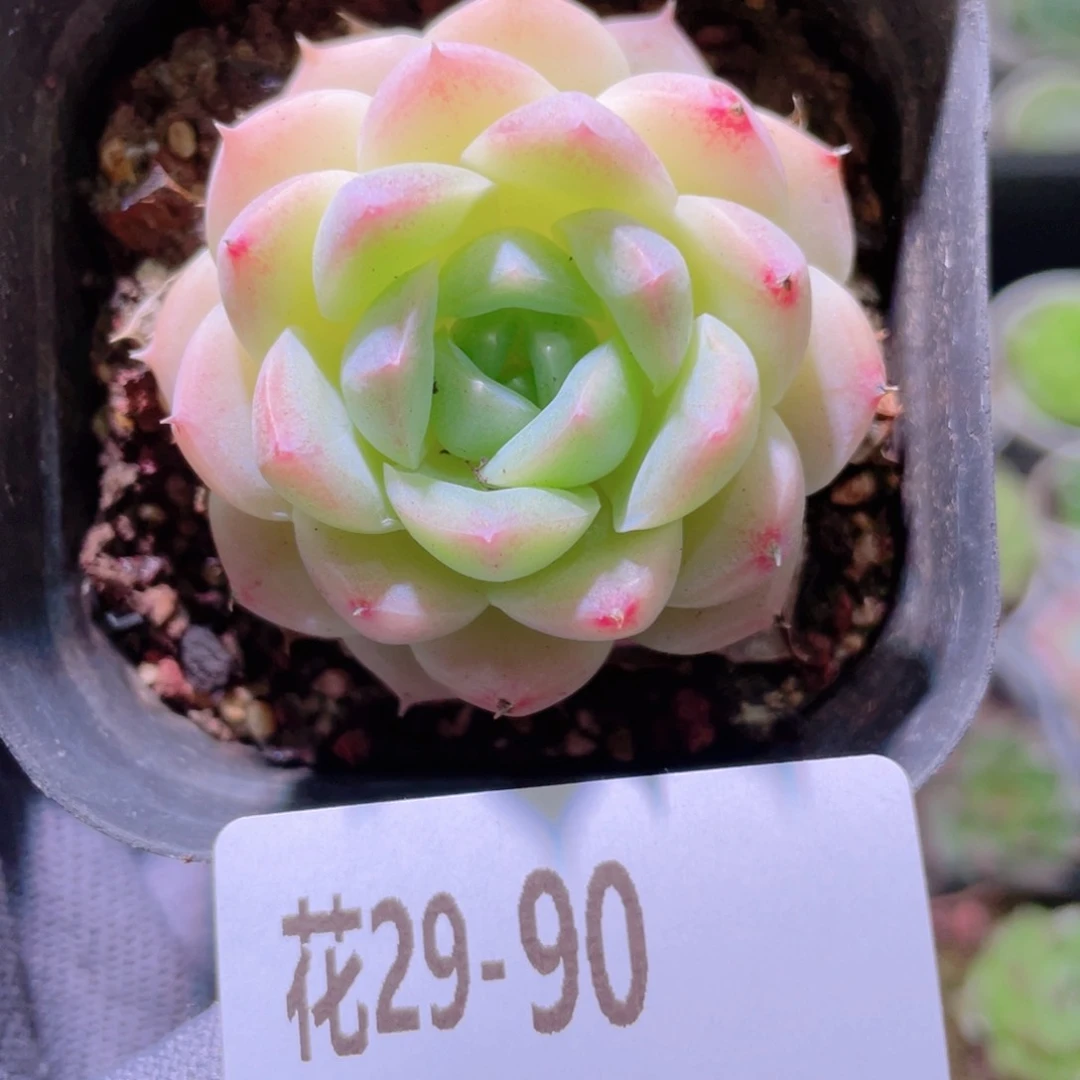 花利美29-90新品