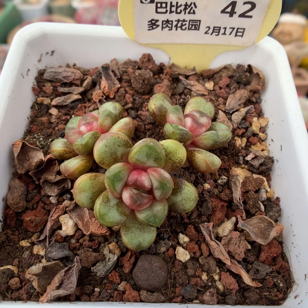 42葡萄多肉植物福利