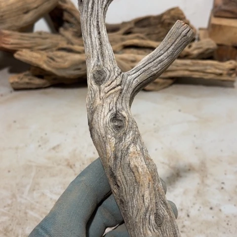 大果紫檀（缅甸花梨）張**!