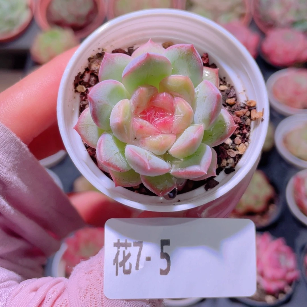 花利美7-5新品单头