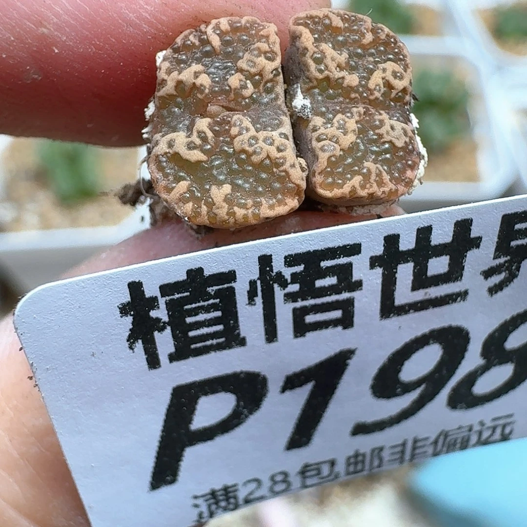 多肉植物的润泽的车