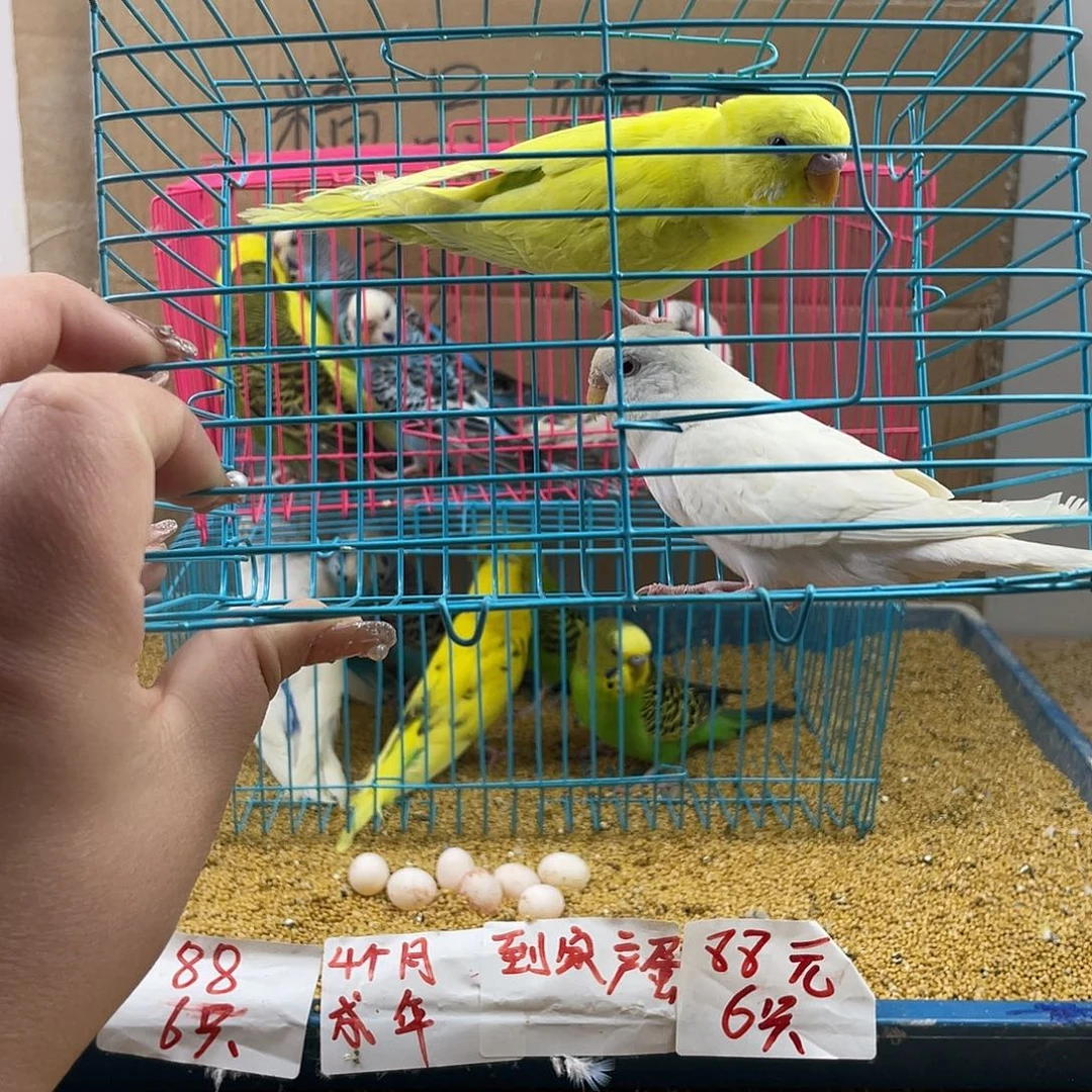 虎皮鹦鹉虎皮鹦鹉
