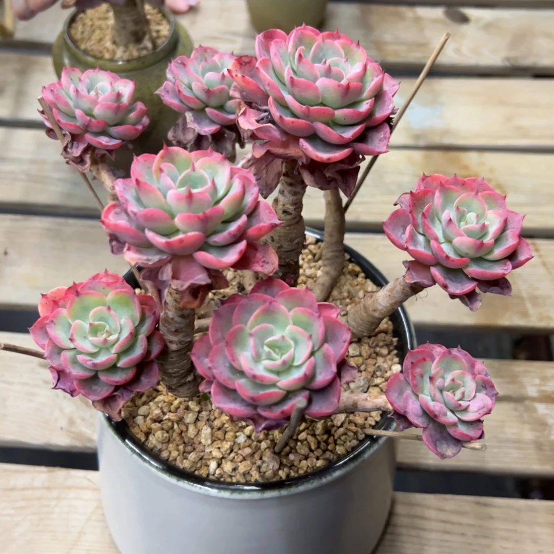 泪无痕38 零零多肉植物