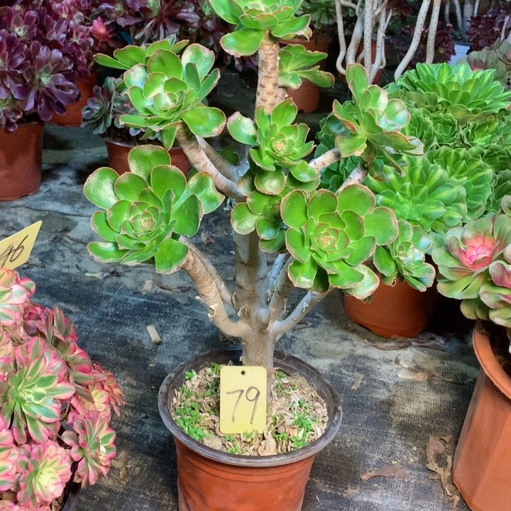 79拉丝锦多肉一物一拍～