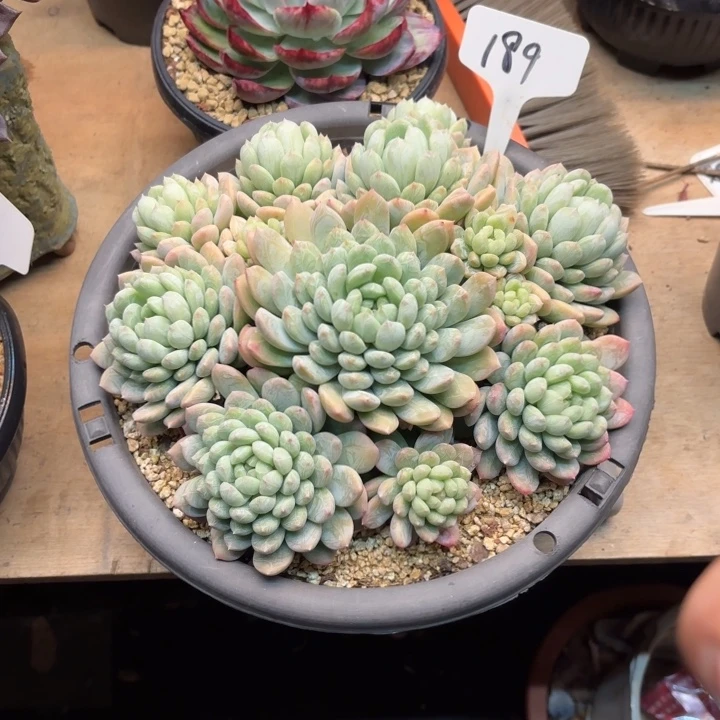 多肉植物，百搭翡翠189号