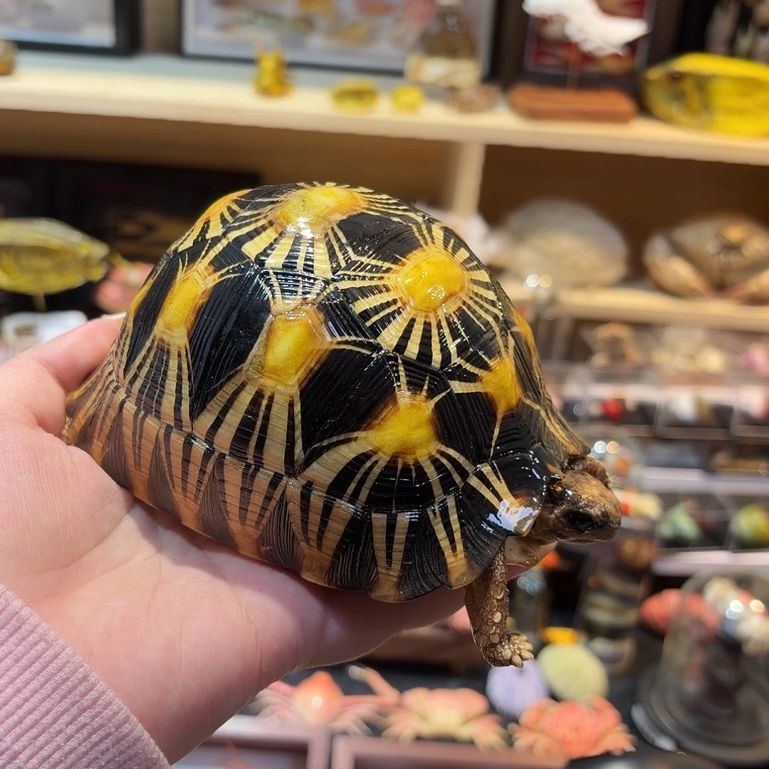 真实辐射陆龟标本