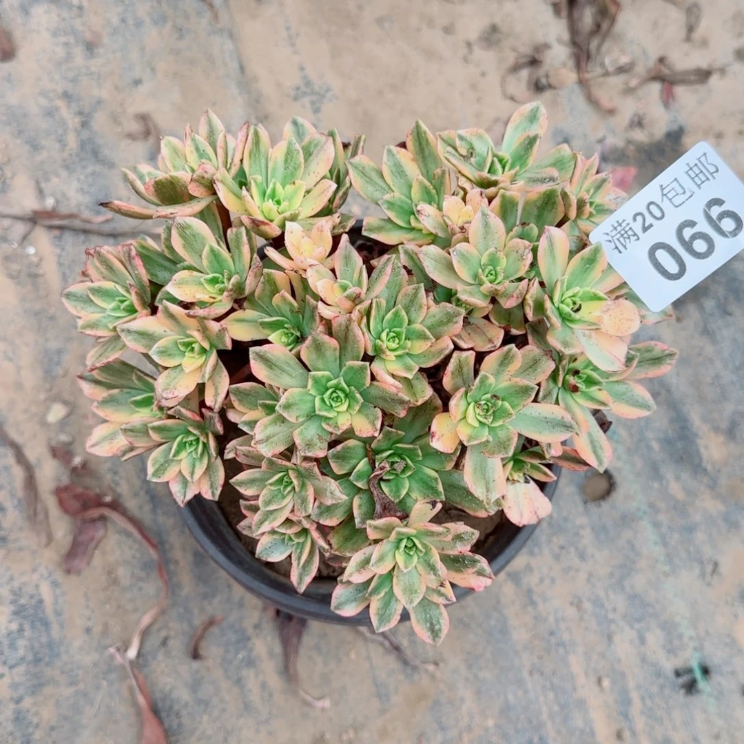 甜茶066满20包邮断枝不包