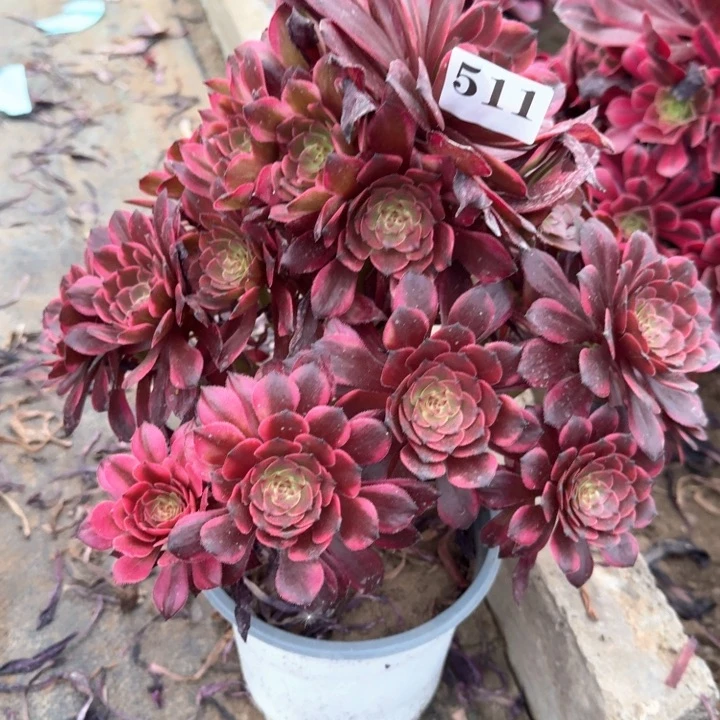 烟花法师一颗511