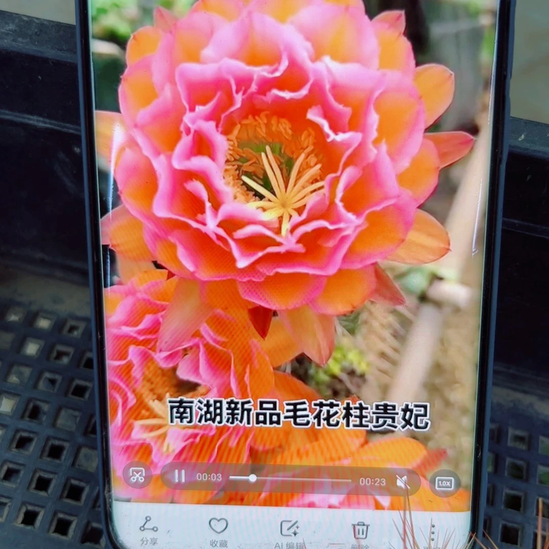 下75毛贵妃歪无根侧芽4公分左右20包邮