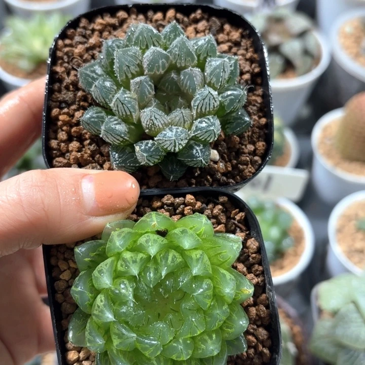 樱变女神+楼兰玉露多肉植物