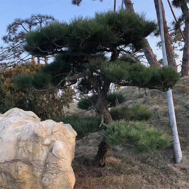 松柏杂木花卉类盆景高端盆景规格齐全 一物一拍