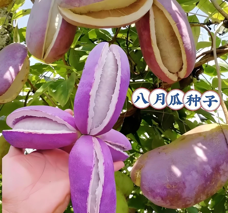 【八月瓜种子】家庭阳台小院四季种植盆栽地栽易种易活