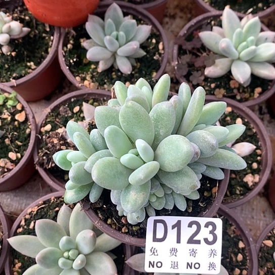 橙龙123 亏本处理退款拉黑7-8天发货