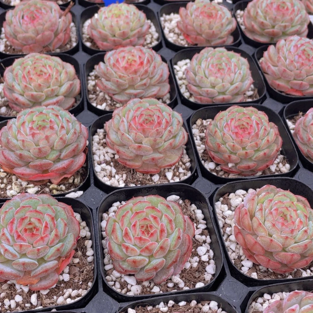 量拍70号 白胖子单头一个