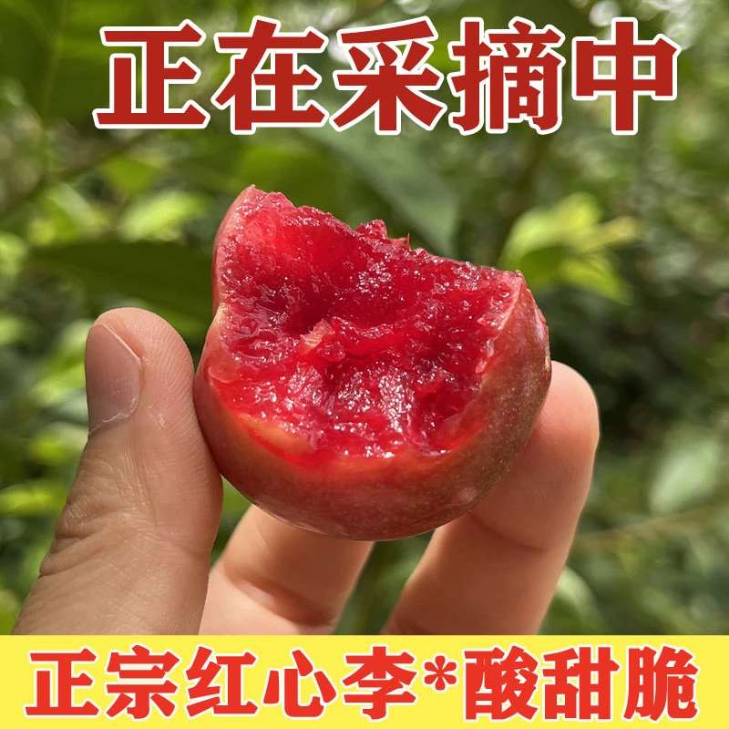 【现摘现发】福建新鲜正宗红心李三华李现摘芙蓉李子水果酸甜5斤