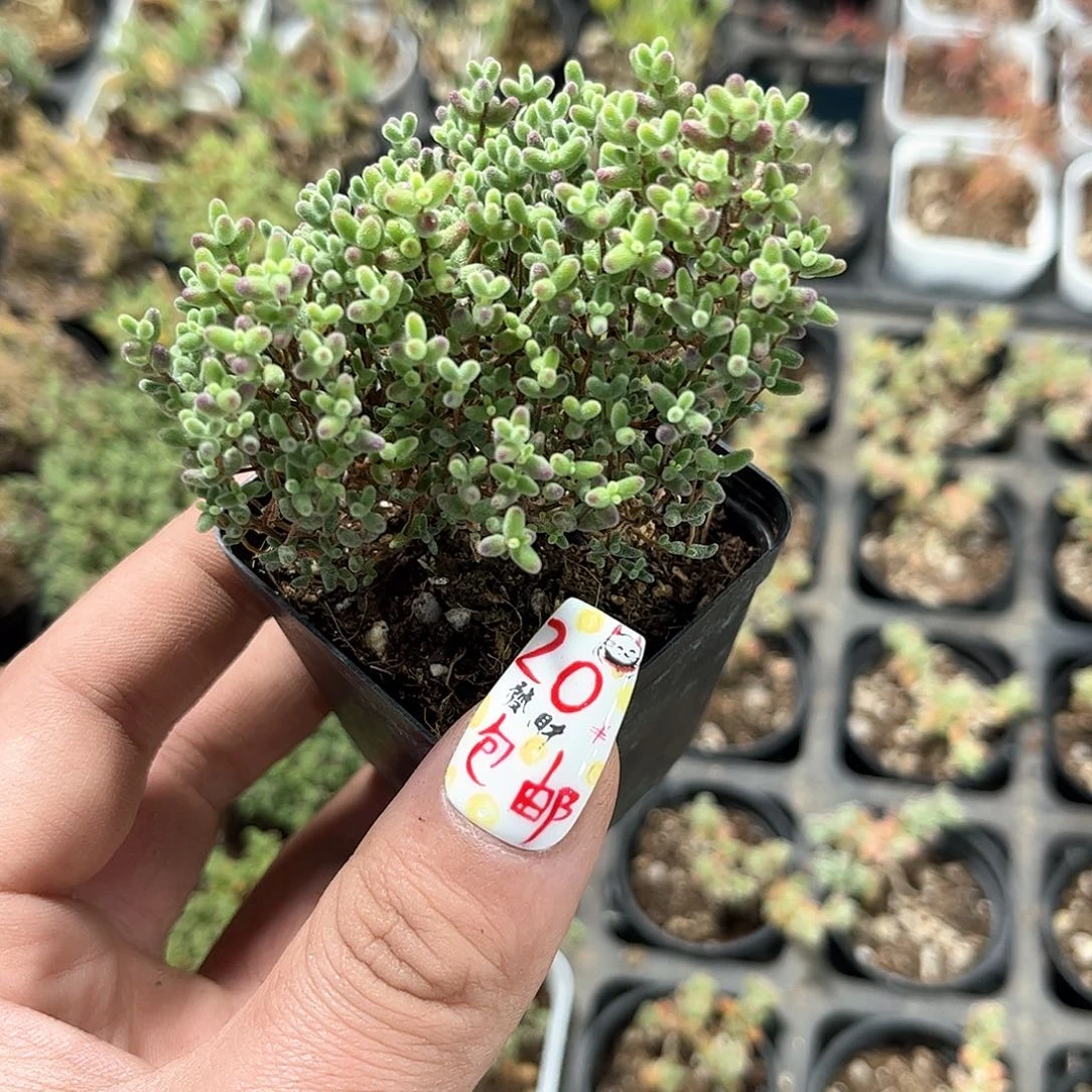 大蜜叶枝干番杏带盆