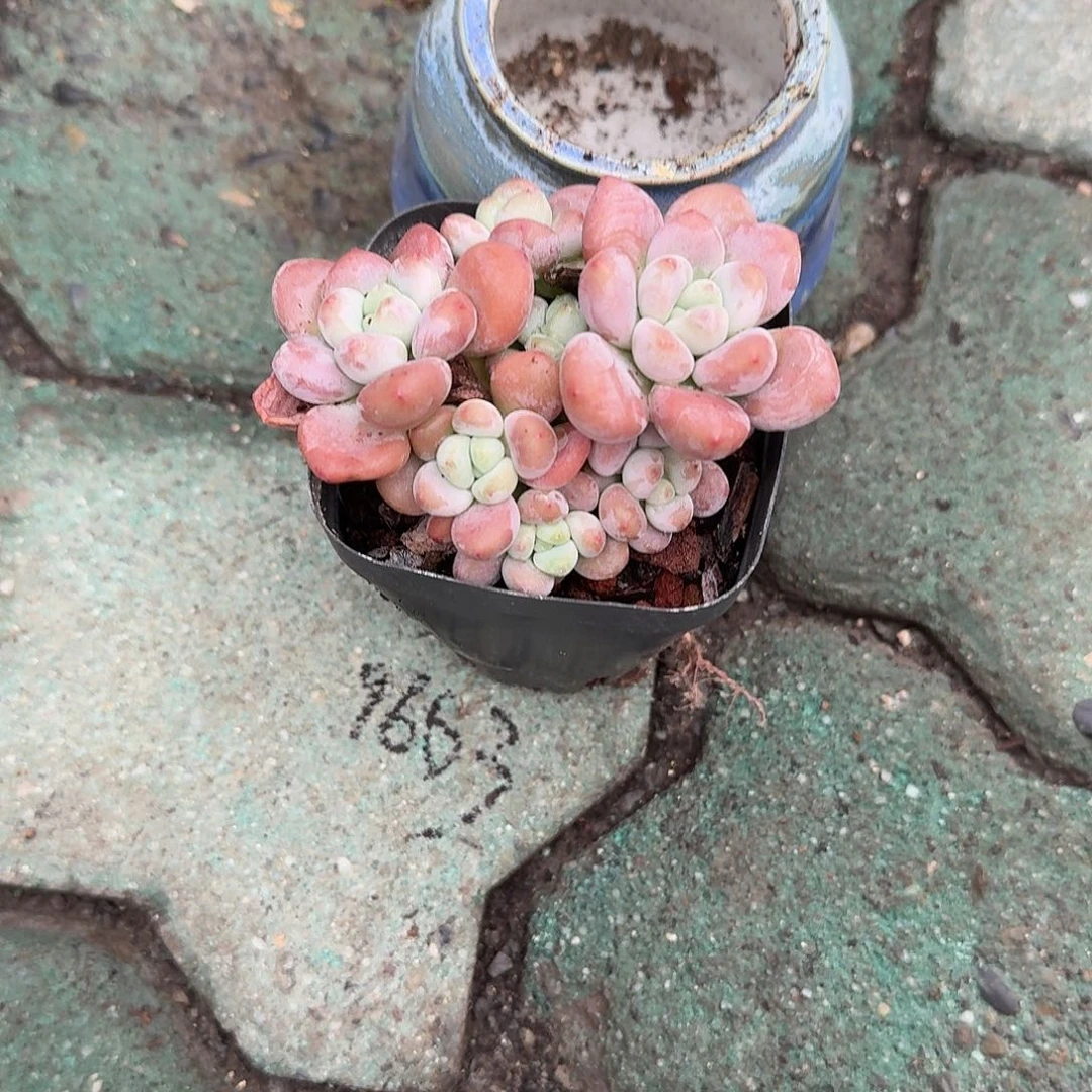 疯***。红洛神多肉植物精品