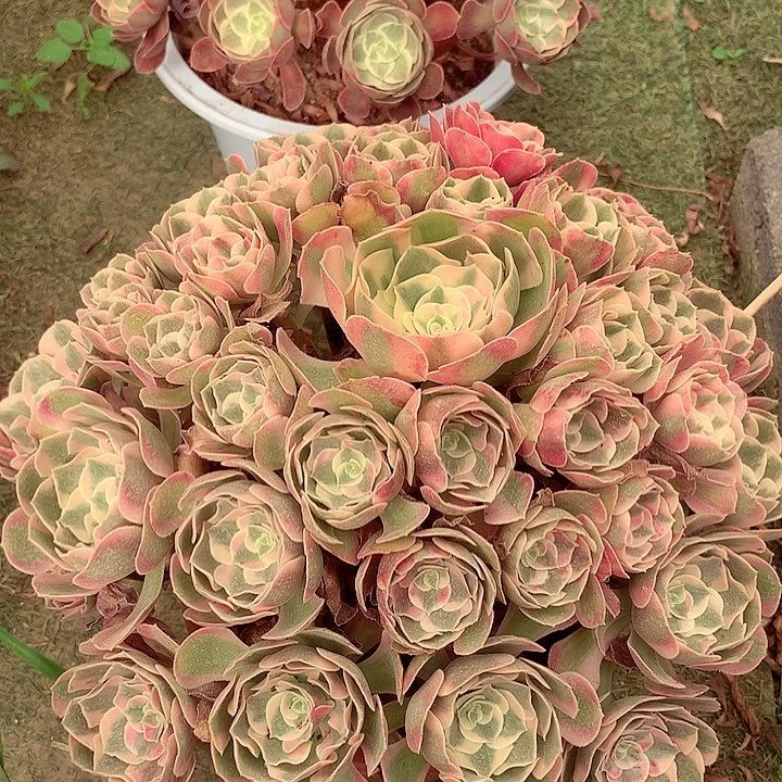 粉女郎的，多肉植物