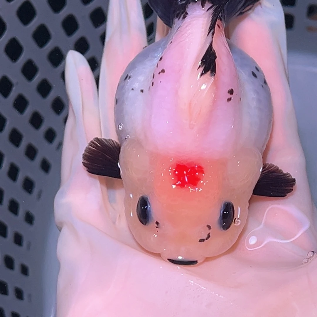 金鱼玛丽金鱼泰狮观赏鱼