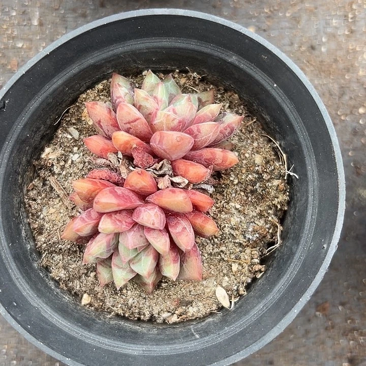 无花朵血燕。