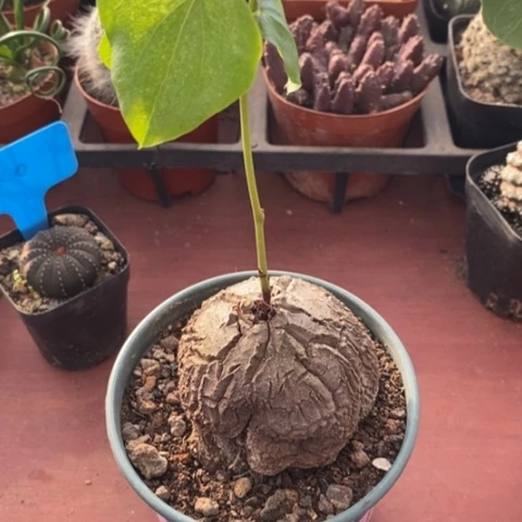 大南非象足龟6仙人球