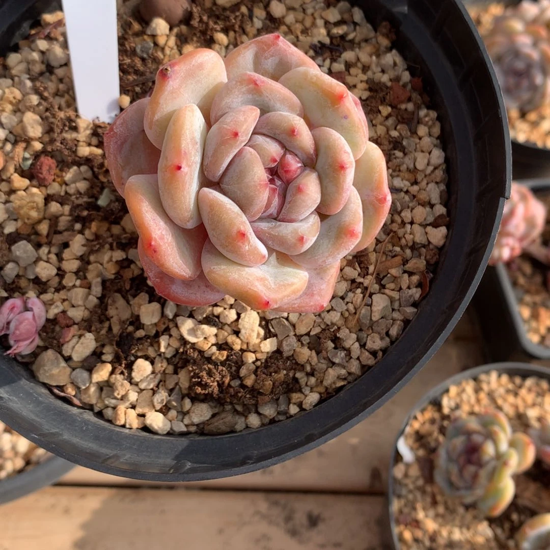 单头石榴籽吼吼吼