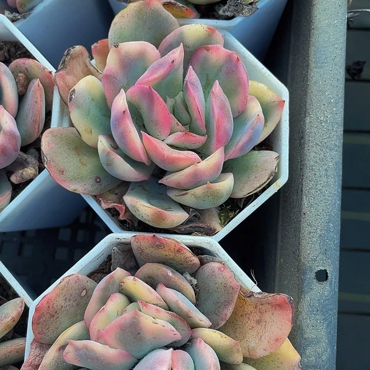 八角盆绮罗锦带盆土