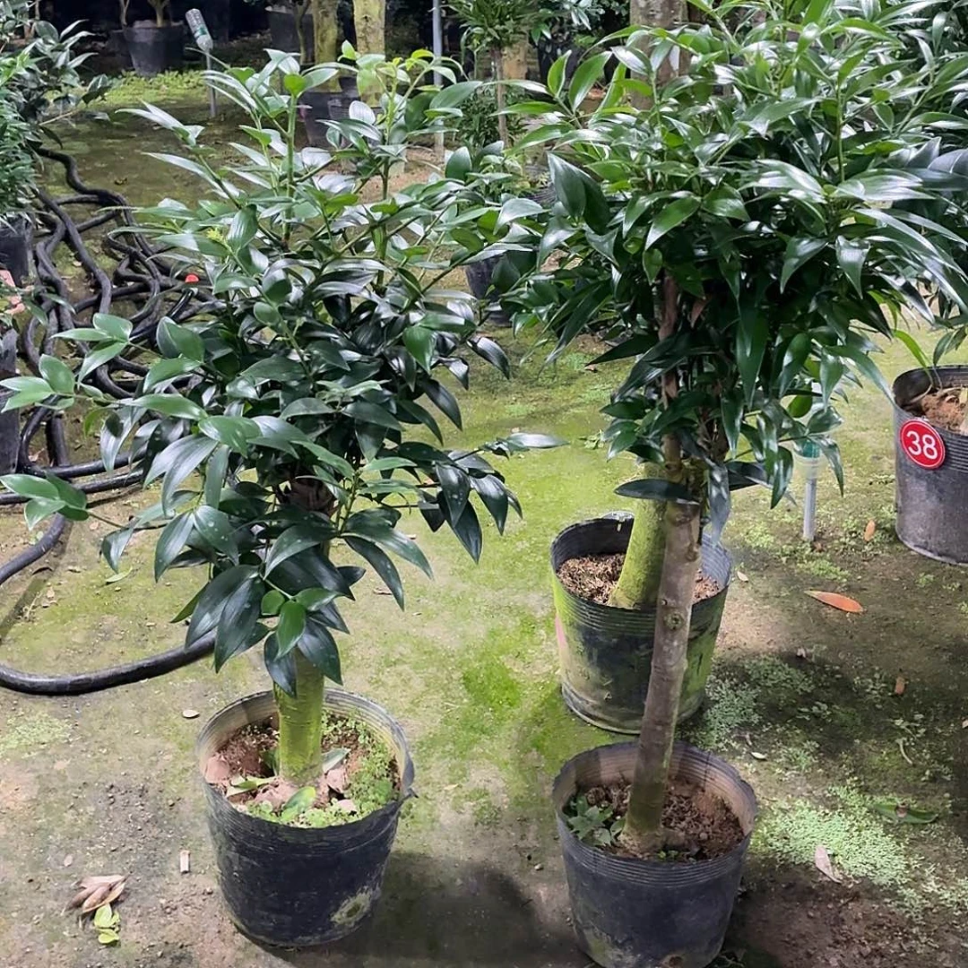 完全开放竹柏老桩一物一拍顺丰包邮