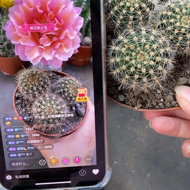 香香新品多头群彩草