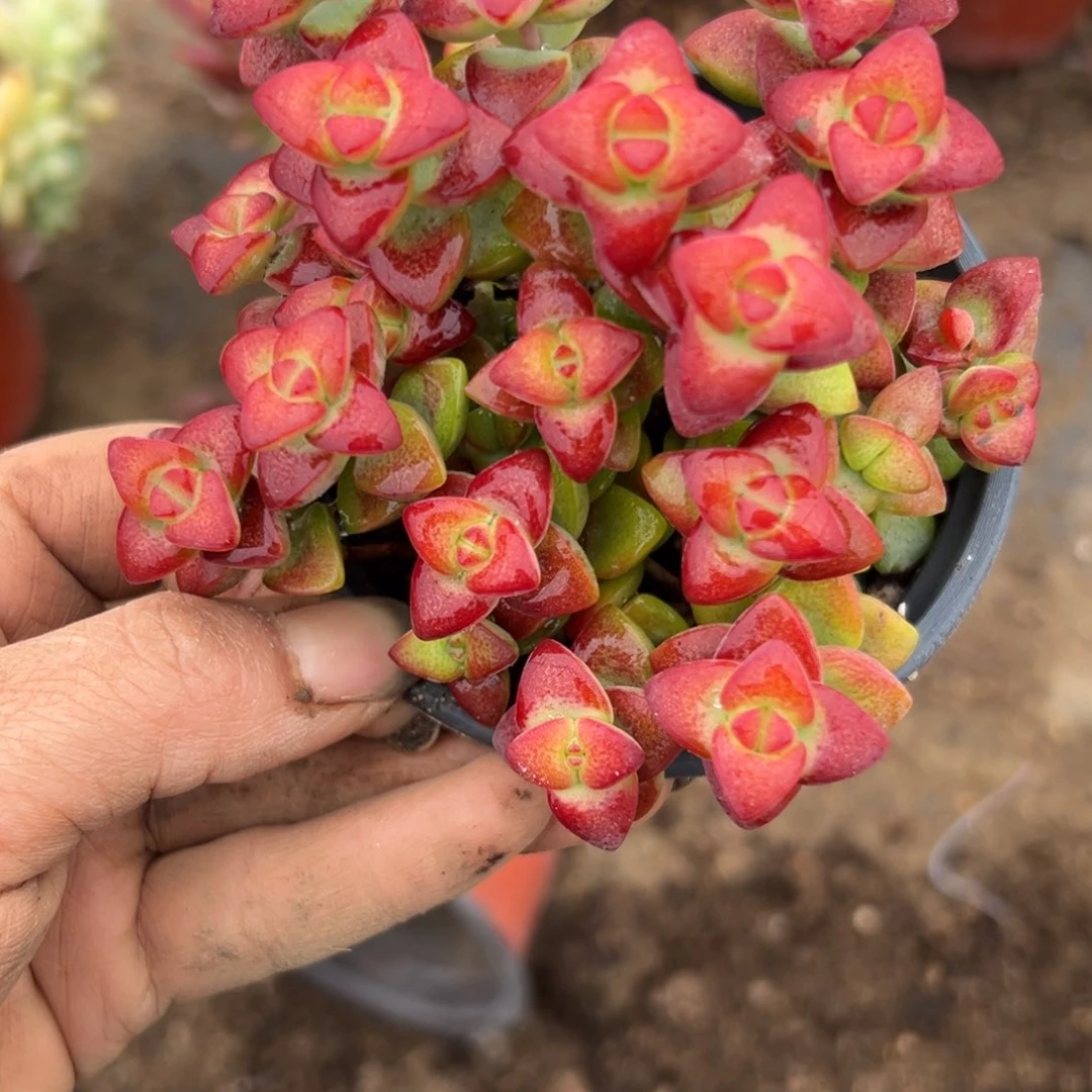 多肉植物植物中央音乐学院