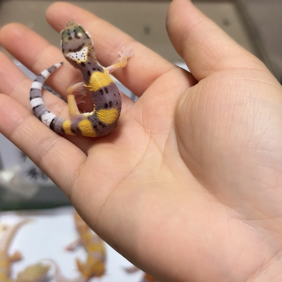 豹纹守宫豹纹守宫