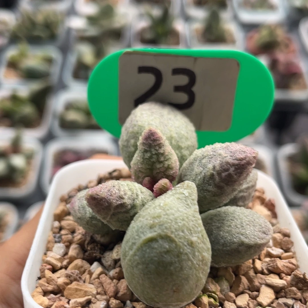 a**砹      实生品。