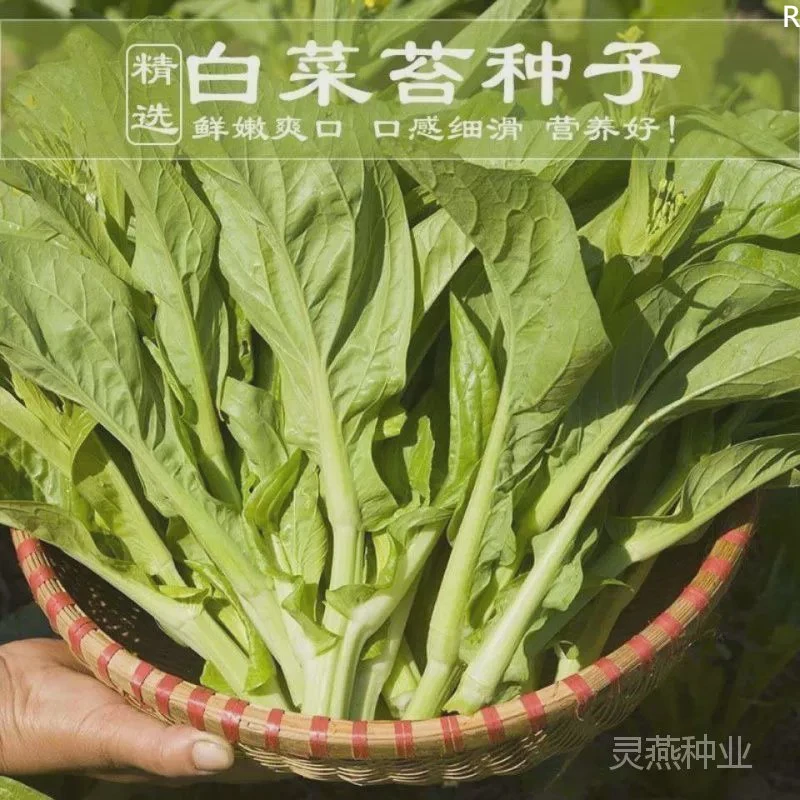 .奶油白菜苔油菜苔籽大小白菜油菜苔耐寒抗病庭院盆栽四季蔬菜种