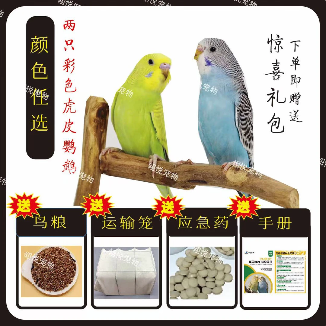 两只手养虎皮鹦鹉 能上手不咬人 可教说话 可认主的温顺鸟 T