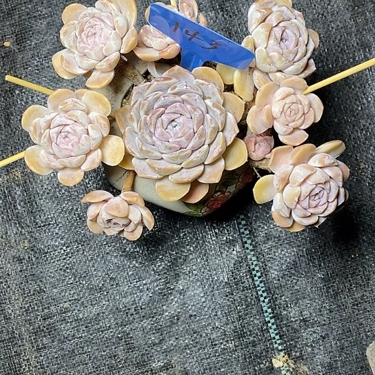 小**G143////////////////