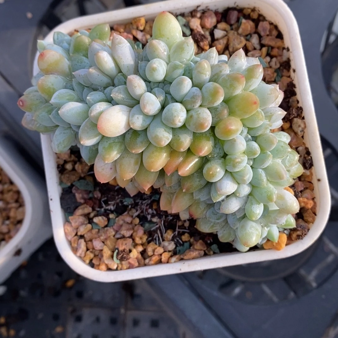 奶糖缀化一物一拍