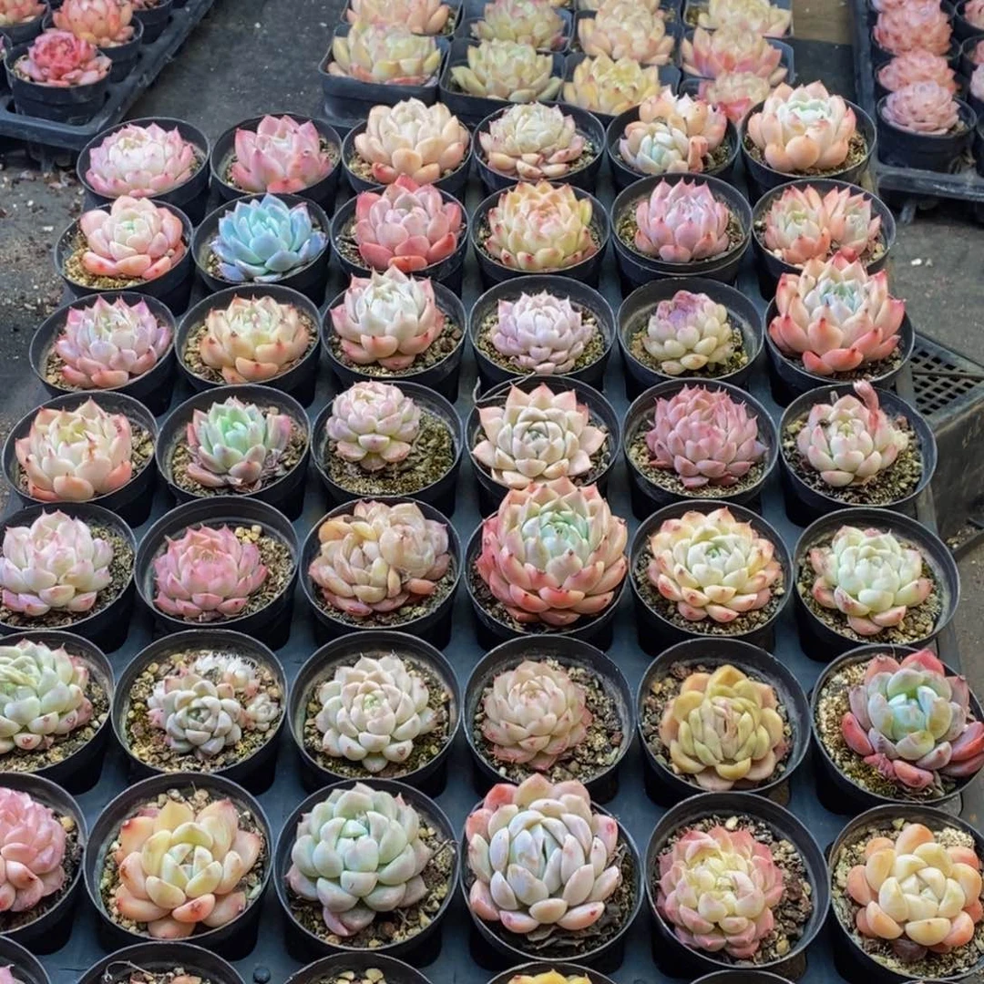 346多人受伤我是个小