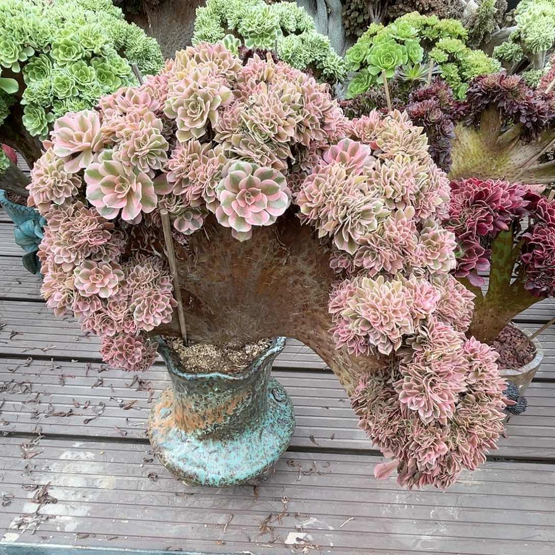 【闪购商品】全部花朵粉女巫
