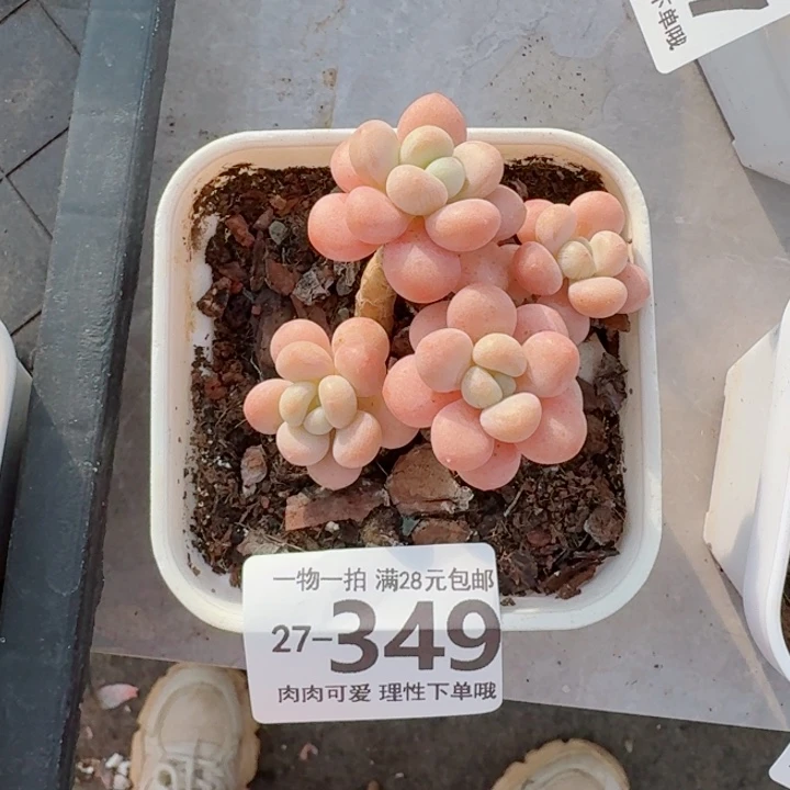 洛可可多肉无盆土无盆土无