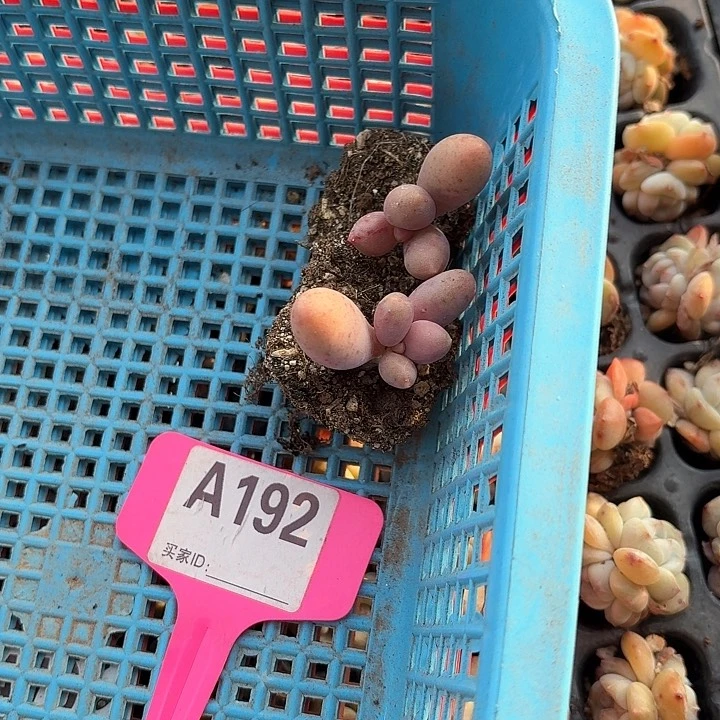 开****寻cjxnxvxbxnxjj192