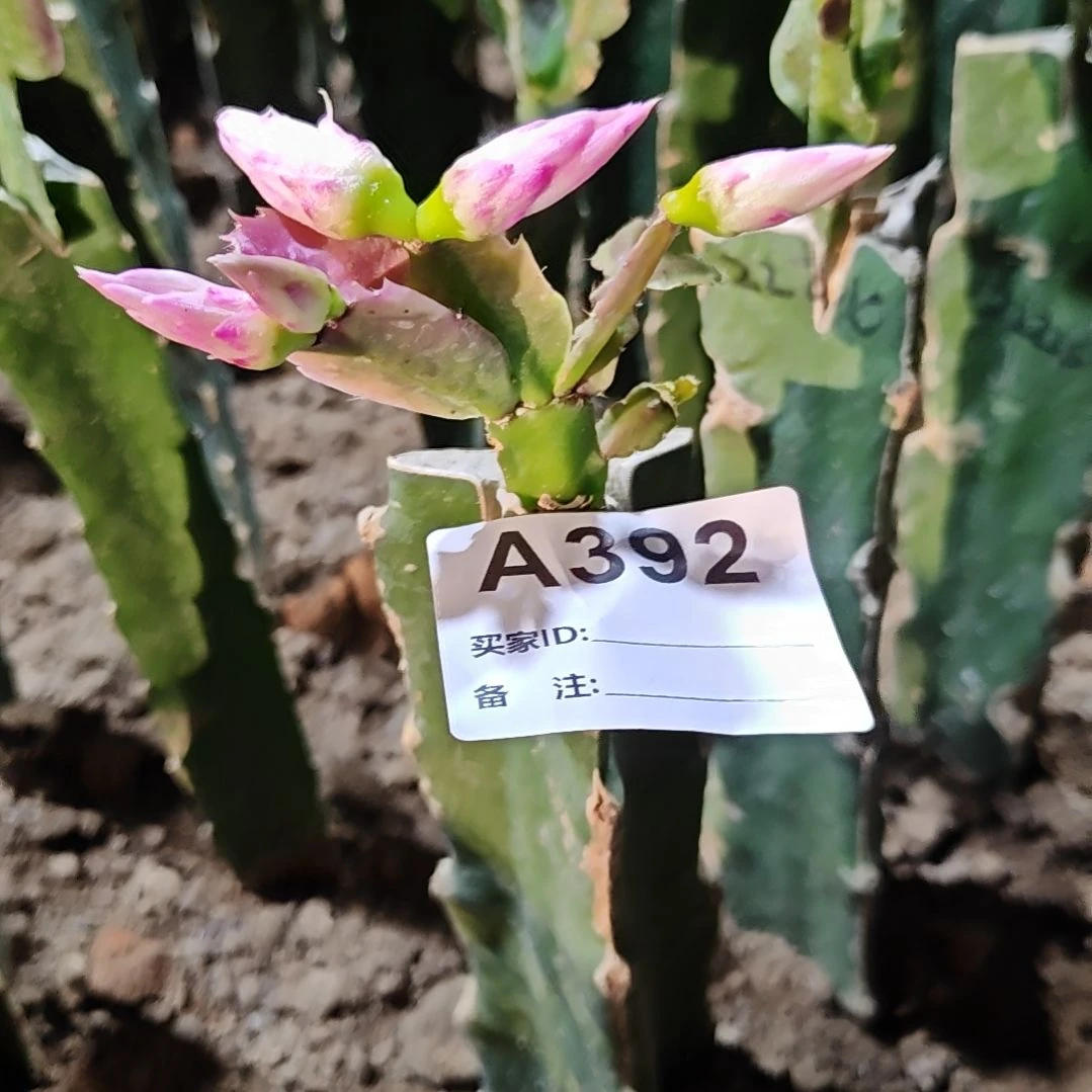 2224紫重瓣零下五度以上包邮392