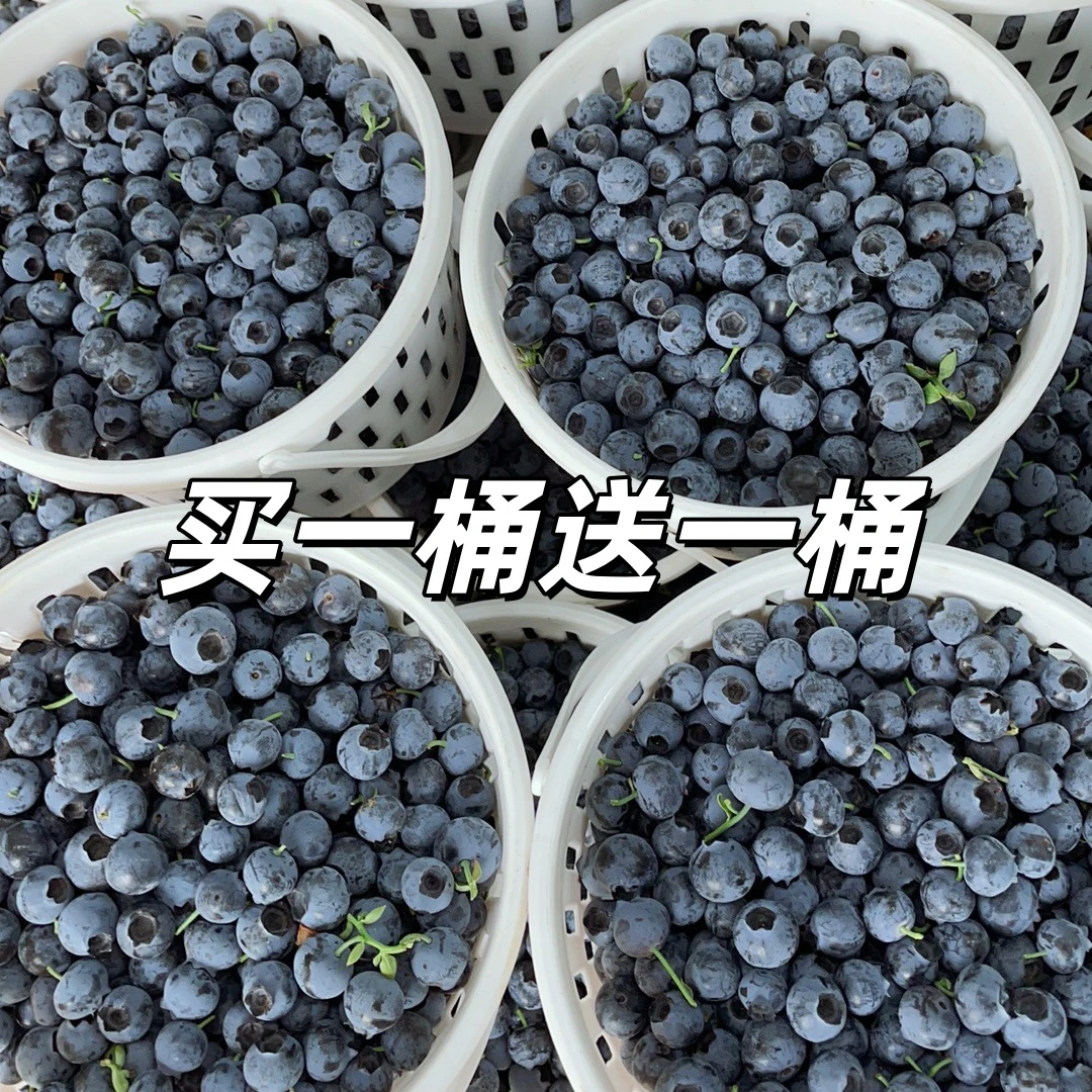800g两桶装 云南澄江脆甜蓝莓原箱桶 孕妈辅食花香脆甜 基地直发